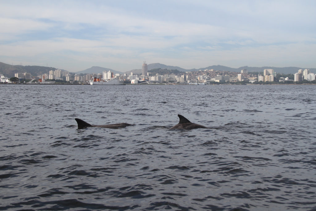 golfinho-de-dentes-rugosos (Steno bredanensis) na Baía de Guanabara