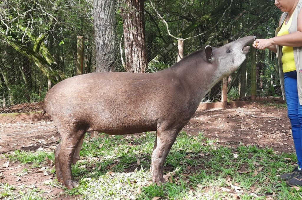 Antas chegam à Reserva Ecológica de Guapiaçu