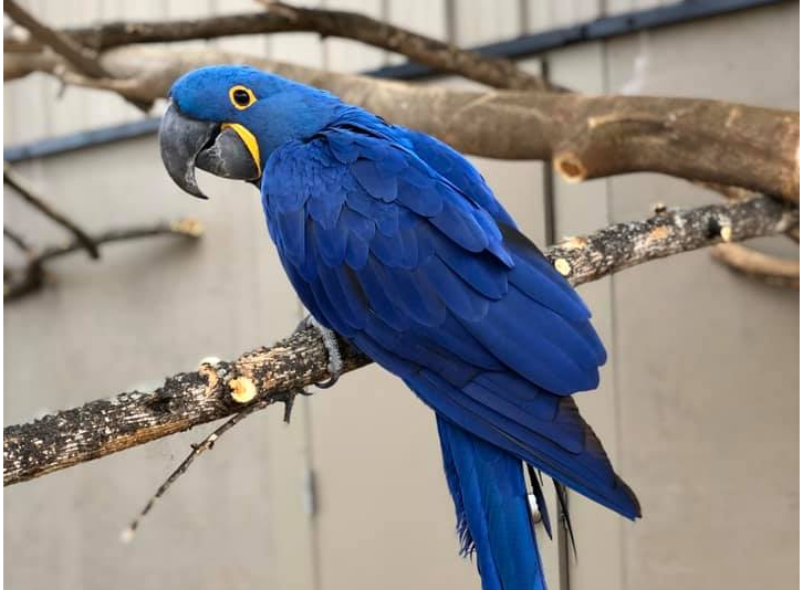 Arara azul grande foto reprodução da Internet