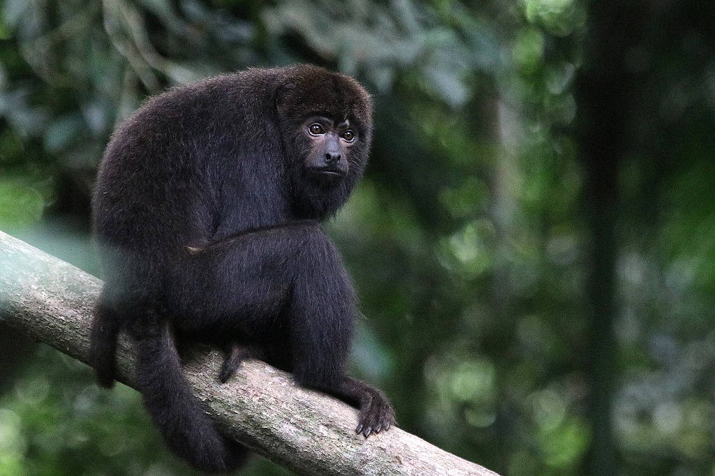 macaco bugio sobre um galho