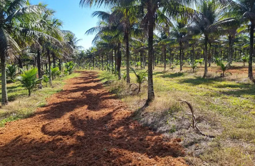 Coco área de produção no Rio