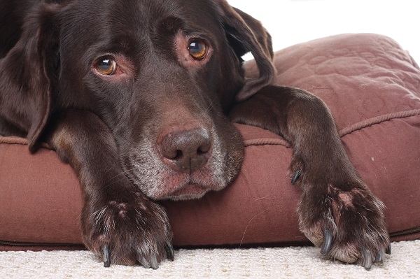 O estresse dos animais com o barulho preocupa veterinários 