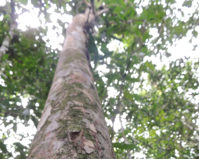 Maricá nova árvote frutífera