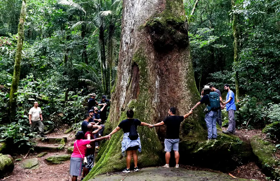 árvore gigante em área de mata atlântica