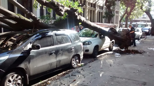 Árvore cai sobre carros na Rua Marcílio Dias