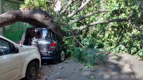 Árvore cai sobre carros na Rua Marcílio Dias
