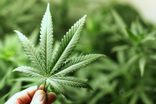Cannabis sativa, a planta da maconha